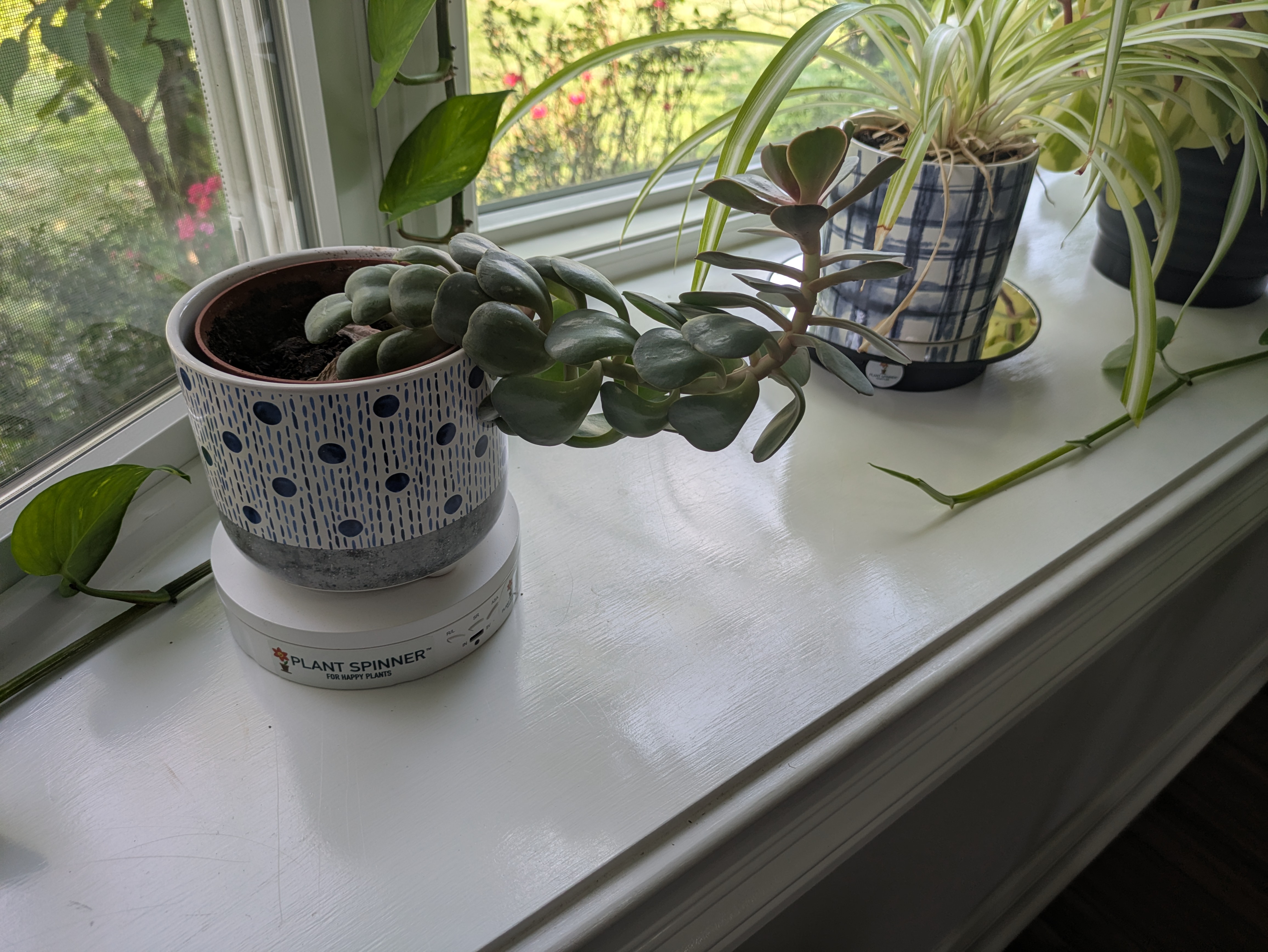 A crooked plant got too top heavy to spin